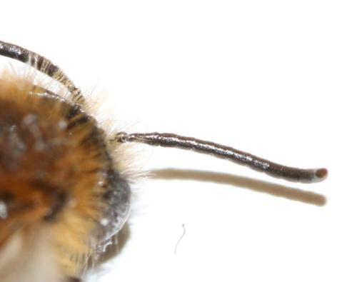 Andrena fulva